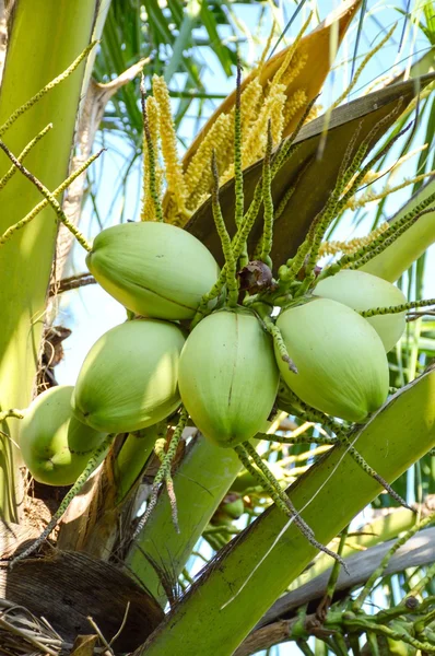 Pohon kelapa di taman — Stok Foto