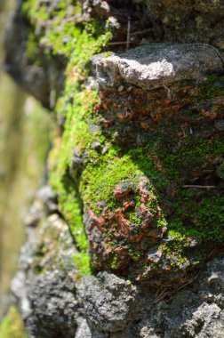 Moss taş ve gün ışığından yararlanma