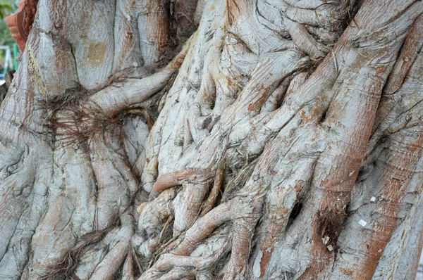 Trockener Rindenbodhi-Baum — Stockfoto