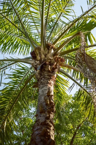 Palmera verde — Foto de Stock