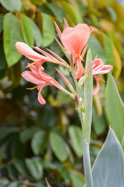Flor de canna en el jardín —  Fotos de Stock