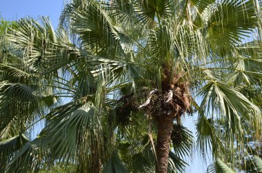 Yeşil palmiye ağacı