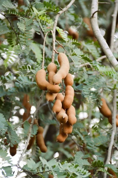 demirhindi ağaç bahçe