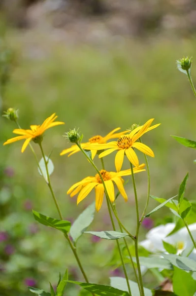 Girassol amarelo flor no jardim — Fotografia de Stock