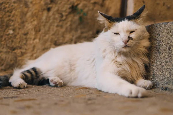 Sokakta, gölgede, merdivenlerde yatan siyah kulaklı beyaz bir kedi. Hayvanlar