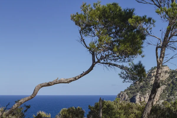 Krajobraz z drzewa skręcone na wyspie Ibiza, Hiszpania — Zdjęcie stockowe