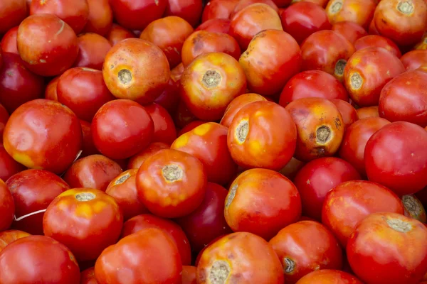 Tomates — Foto de Stock