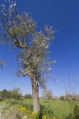 Bahar Ibiza, İspanya