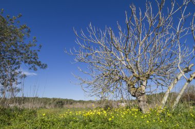 Bahar Ibiza, İspanya