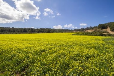 Çiçekli güzel bahar-Ibiza