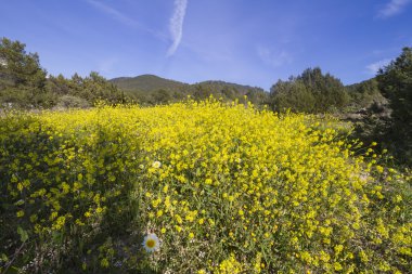 Çiçekli güzel bahar-Ibiza
