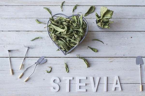 Stevia — Stock fotografie