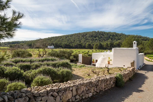 Lavanta alan Ibiza, İspanya