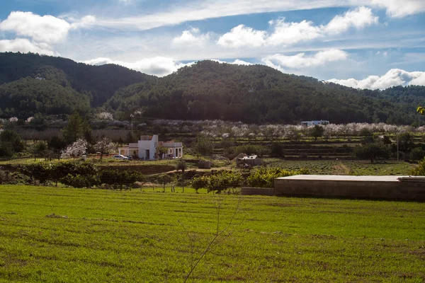 샌 트 조 안,이 비자, 스페인에서 필드 — 스톡 사진