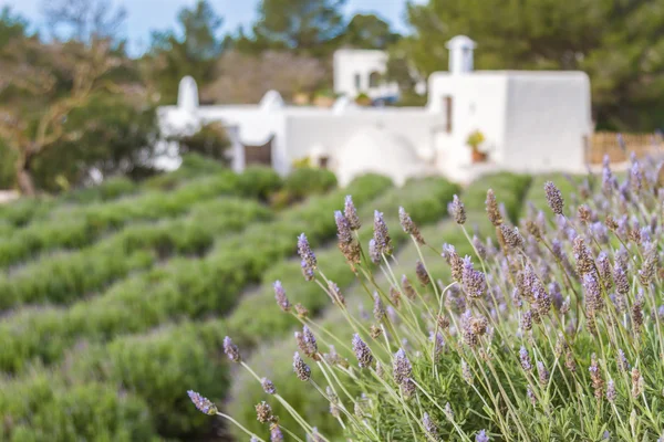 Ibiza lavanta alanlar