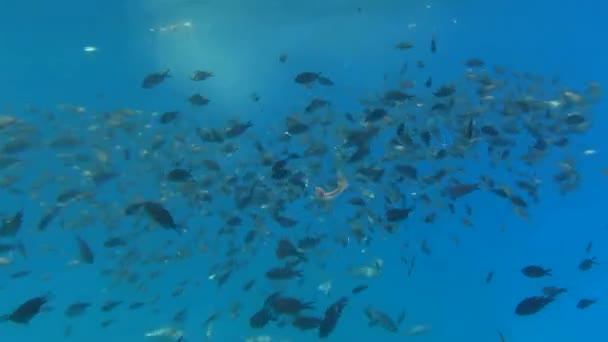 Škola ryba plave v moři. ProRes — Stock video