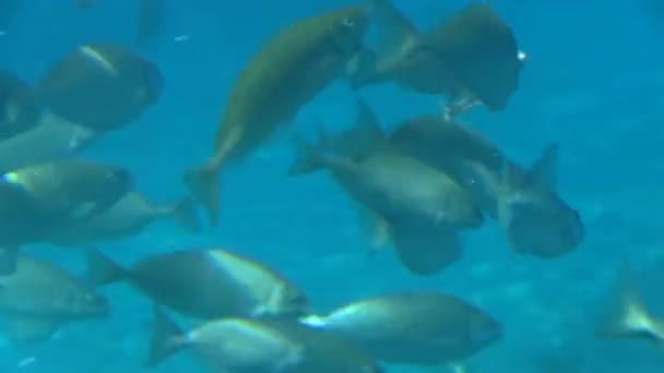 Escuela de Natación de Peces en el Mar. — Vídeos de Stock