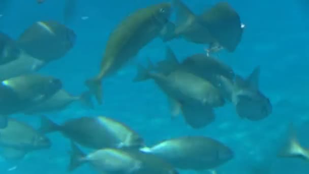 Escuela de peces nada en el mar — Vídeos de Stock