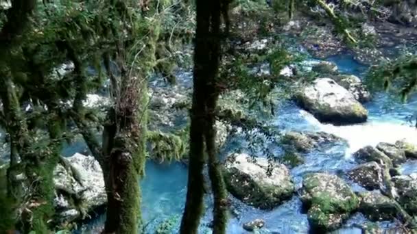 Fiume di montagna nella foresta — Video Stock