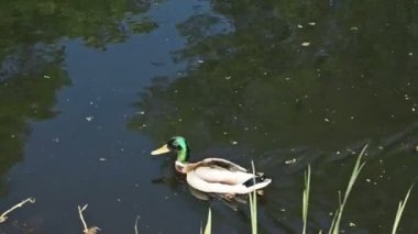 Ördek gölde yüzer