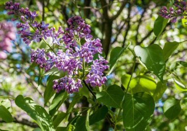 çiçek açan leylaklar arka plan bulanık