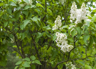 Beyaz Leylak önümüzdeki