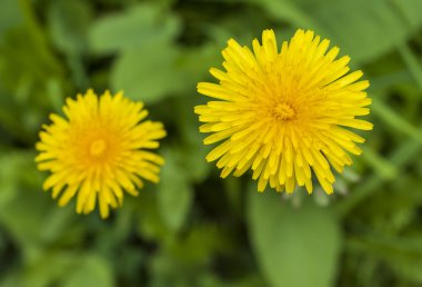 iki çiçekli karahindiba