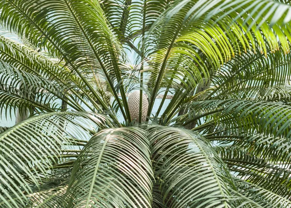 Palmier aux fruits — Photo