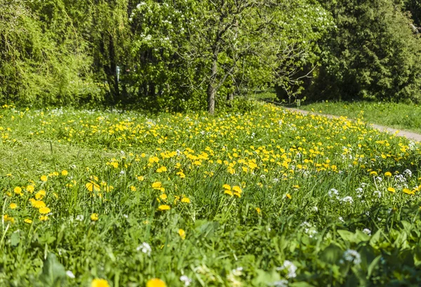 Champ avec des pissenlits en fleurs — Photo