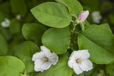 elma ağaçlarının çiçek