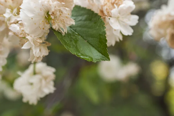 Blossom tree over nature background — Stock Photo, Image