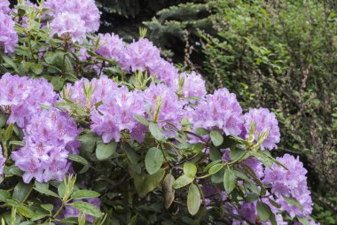 Pembe ormangülü çiçek yeşil çalılar arka plan üzerinde