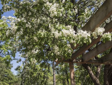 Vişne ağacı dalları üzerinde çiçek açan bahar