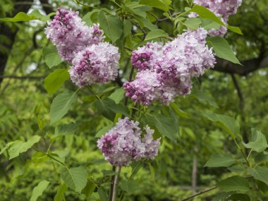 Bahçe, pruning ve çalılar leylak bakmakta