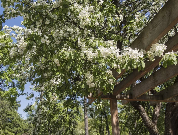 Vişne ağacı dalları üzerinde çiçek açan bahar