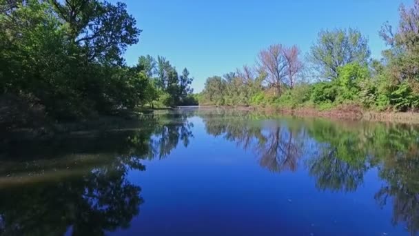 Tirs Aériens de Voler Au-dessus De La Forêt 