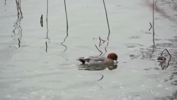 Ente schwimmt im See — Stockvideo