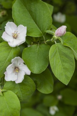 elma önümüzdeki yakın çekim