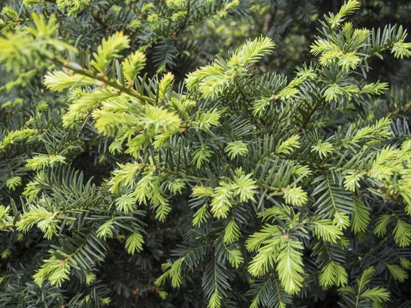 A fir-Vértes ága. Homályos természetes háttér — Stock Fotó