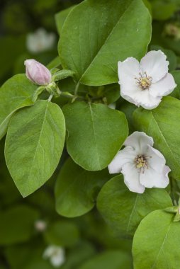 elma önümüzdeki yakın çekim