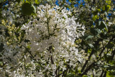 Beyaz Lila Bush çiçeklenme