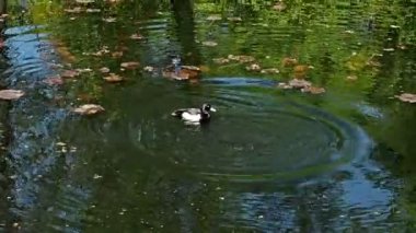 Gölde Yüzme ördek ve ördek yavrusu