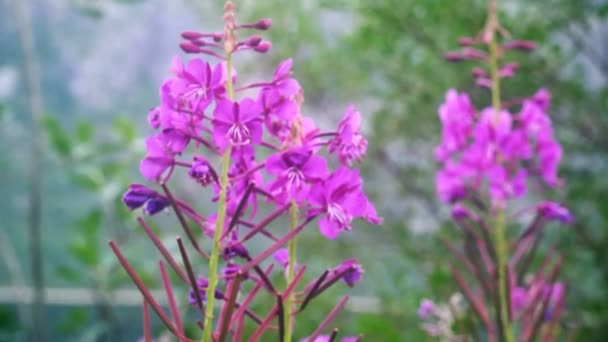 Flores de lavanda florescentes — Vídeo de Stock