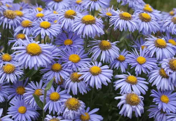 Fioritura nel giardino primaverile, Alpine Aster — Foto Stock