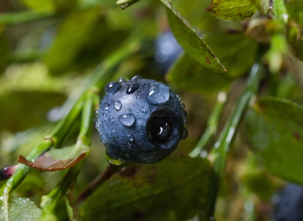 雨后水滴蓝莓 — 图库照片