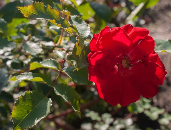 Rote Rosenblüte unter dem Sonnenlicht. Nahaufnahme — Stockfoto