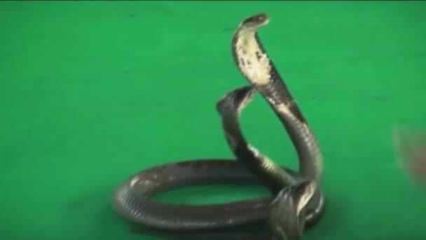 Angriff auf Kobra — Stockvideo