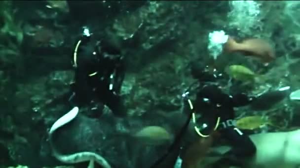 Immergitore in oceanario che alimenta i pesci — Video Stock