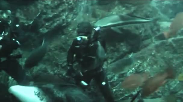 Plongée dans l'océanarium nourrissant les poissons 