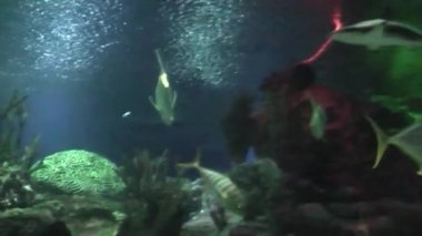 akvaryumda yüzen köpekbalığı. ağır çekim